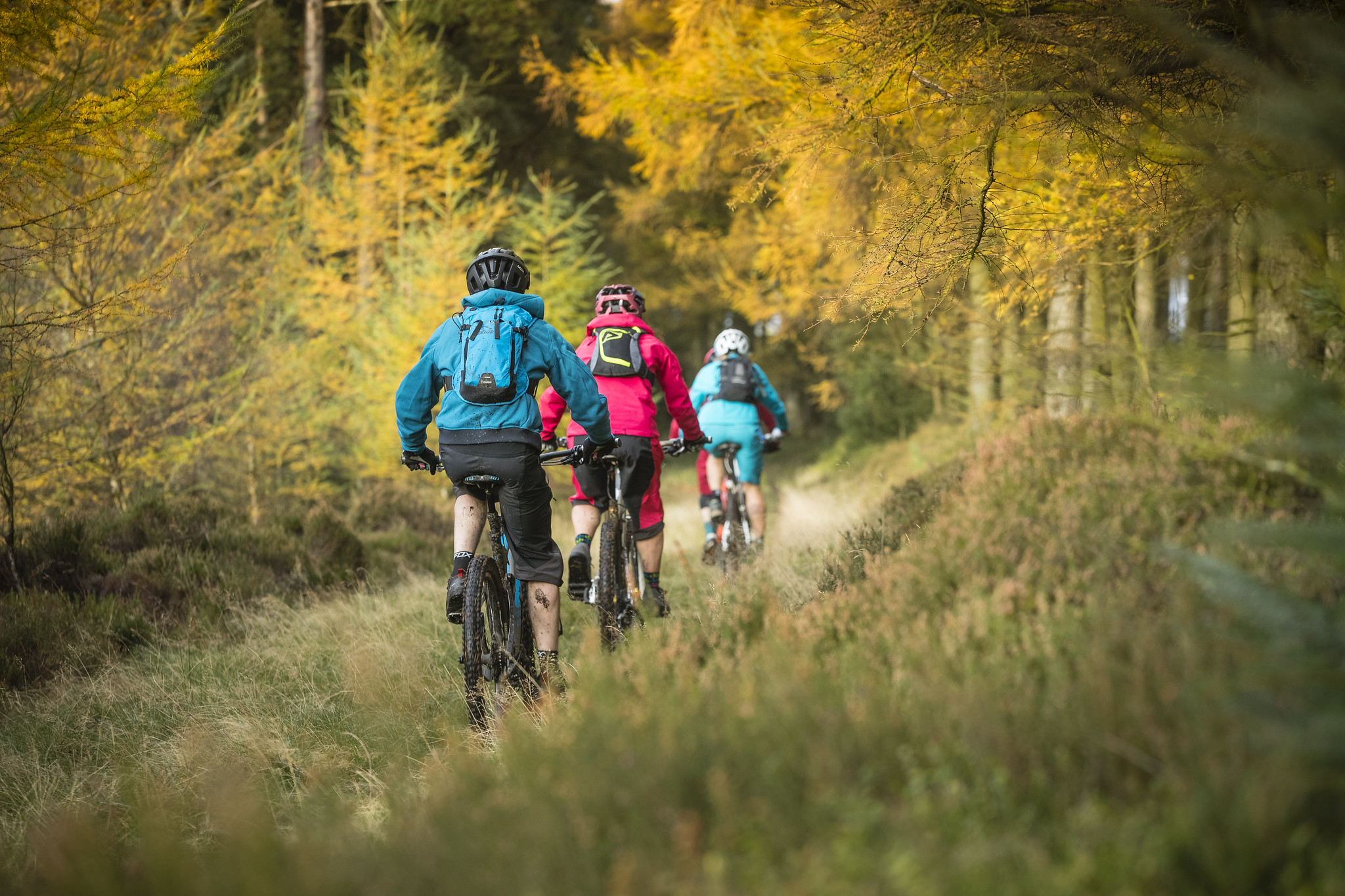 Forest Rides