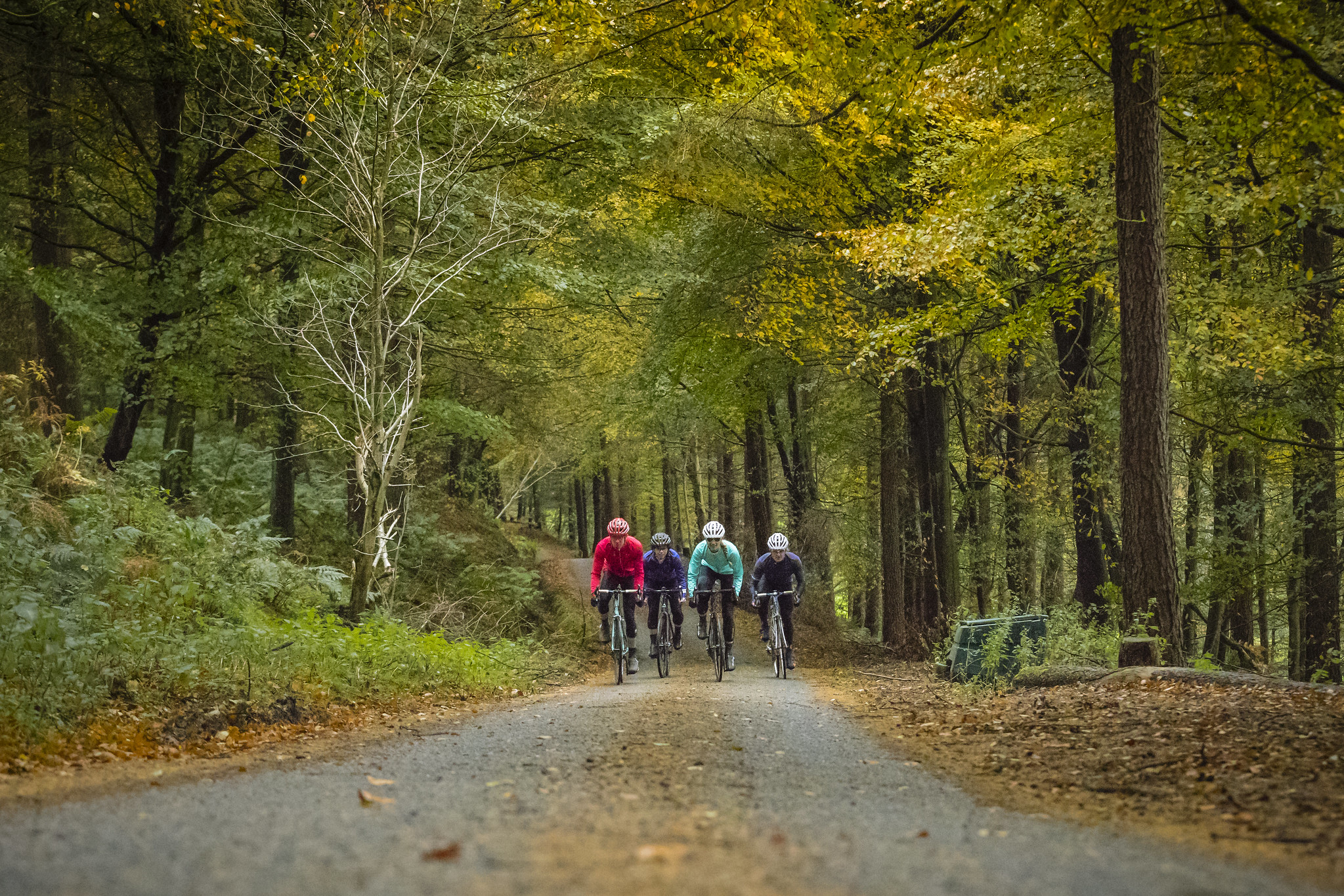 Forest Trails